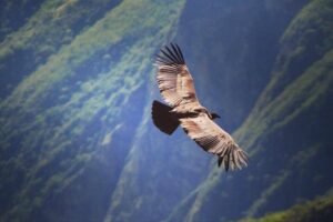 7 Largest Flying Birds That Will Leave You Speechless 7 Largest Flying Birds That Will Leave You Speechless