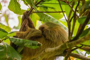 10 Mind-Blowing Facts About the Slowest Animal on Earth 10 Mind-Blowing Facts About the Slowest Animal on Earth