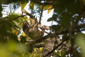 10 Mind-Blowing Facts About the Slowest Animal on Earth 10 Mind-Blowing Facts About the Slowest Animal on Earth