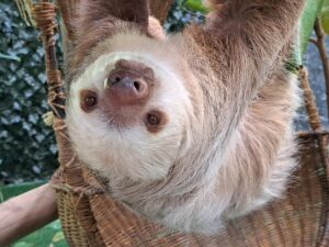 Top 30 Cutest Animals You Need to See in Your Lifetime
