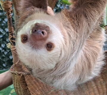 Top 30 Cutest Animals You Need to See in Your Lifetime