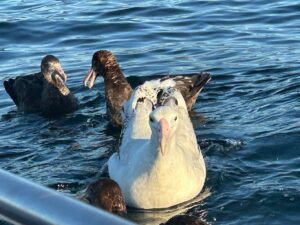 15 Biggest Birds in the World You Have to See to Believe 15 Biggest Birds in the World You Have to See to Believe