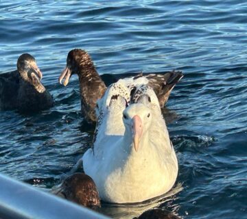 15 Biggest Birds in the World You Have to See to Believe