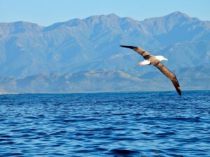 7 Largest Flying Birds That Will Leave You Speechless 7 Largest Flying Birds That Will Leave You Speechless