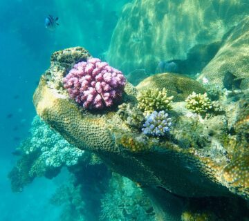 10 Animals So Dumb Scientists Could not Believe Survived Why Is Octopus Blood Blue? The Fascinating Science Behind