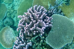 Why Is Octopus Blood Blue? The Fascinating Science Behind Why Is Octopus Blood Blue? The Fascinating Science Behind