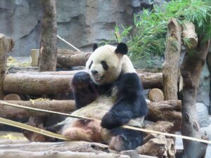 10 Animals So Dumb Scientists Could not Believe Survived Evolution