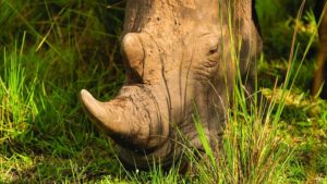 Do Rhinos Really Stomp Out Fire? The Truth Behind