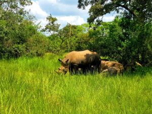 Do Rhinos Really Stomp Out Fire? The Truth Behind