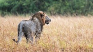 Loudest Animals in the World Ranked by Decibel Level