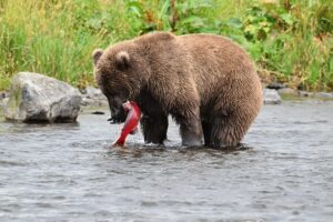 Top 20 Fattest Animals in the World: Photos Top 20 Fattest Animals in the World: Photos, Facts