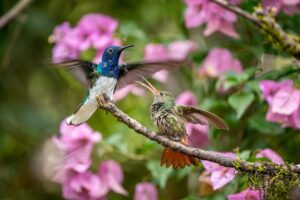 Do Hummingbirds Have Sex in Midair? The Truth Will Surprise 