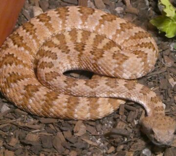 Do Snakes Hibernate in Winter? Everything You Need to Know