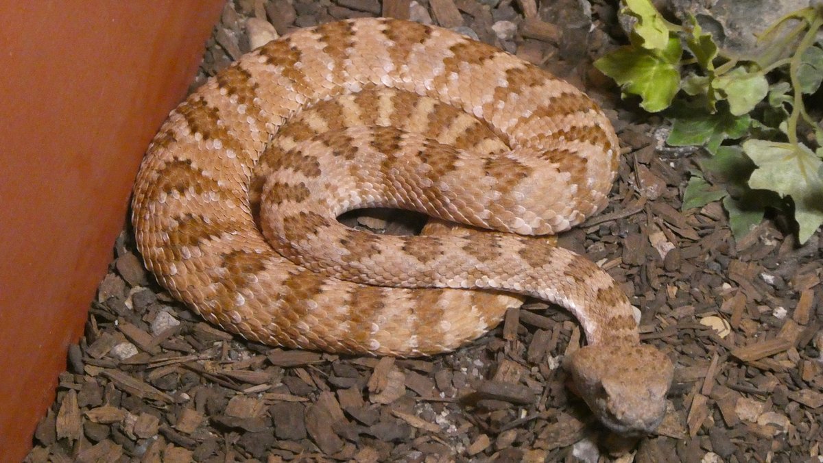 Do Snakes Hibernate in Winter? Everything You Need to Know