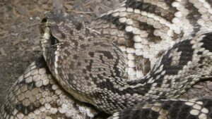 Do Snakes Hibernate in Winter? Everything You Need to Know