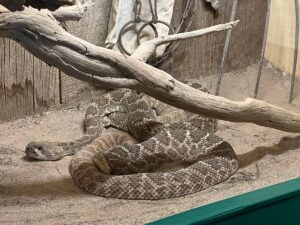 Do Snakes Hibernate in Winter? Everything You Need to Know