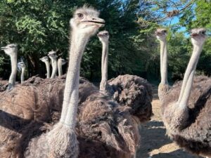 Do Ostriches Bury Their Heads in the Sand? Myth vs Fact