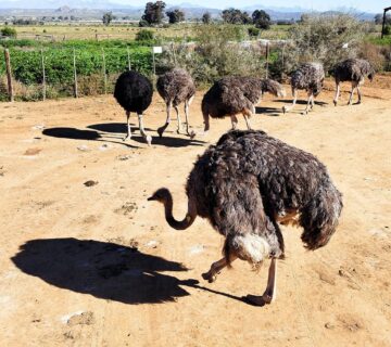 Do Ostriches Bury Their Heads in the Sand? Myth vs Fact