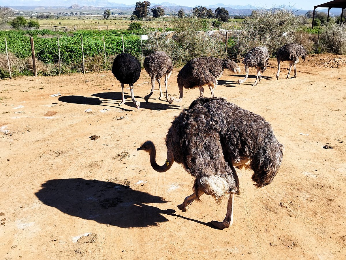 Do Ostriches Bury Their Heads in the Sand? Myth vs Fact