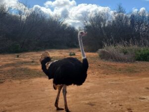 Do Ostriches Bury Their Heads in the Sand? Myth vs Fact