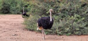 Do Ostriches Bury Their Heads in the Sand? Myth vs Fact