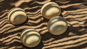 Do Ostriches Bury Their Heads in the Sand? Myth vs Fact