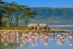 Best Things to Do at Lake Nakuru National Park: