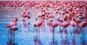 Why Millions of Flamingos Turn Lake Nakuru Pink Every Year: