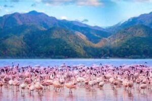 Why Millions of Flamingos Turn Lake Nakuru Pink Every Year: