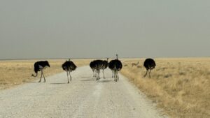10 Safest Countries in Africa for an Unforgettable Safari