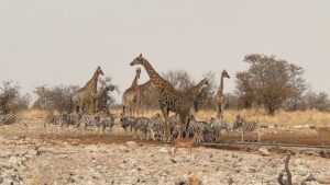 10 Safest Countries in Africa for an Unforgettable Safari