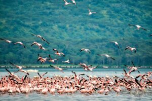 10 Safest Countries in Africa for an Unforgettable Safari