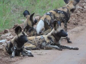 10 Safest Countries in Africa for an Unforgettable Safari