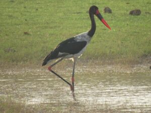 Best Zimbabwe Beach Safari Destinations to Visit in 2026