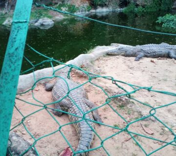 Mamba Village Centre Tickets, Activities & Visitor Guide