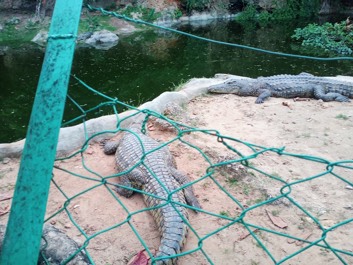 Mamba Village Centre Tickets, Activities & Visitor Guide