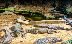 Mamba Village Centre Tickets, Activities & Visitor Guide