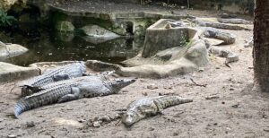 Mamba Village Centre Tickets, Activities & Visitor Guide