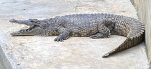 Mamba Village Centre Tickets, Activities & Visitor Guide