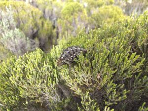 Mountain Kenya Lakes: Kenya Hidden Alpine Paradise