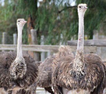 Maasai Ostrich Farm: The Ultimate Wildlife, Culture &