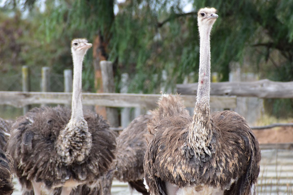 Maasai Ostrich Farm: The Ultimate Wildlife, Culture &