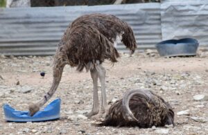 Maasai Ostrich Farm: The Ultimate Wildlife, Culture &
