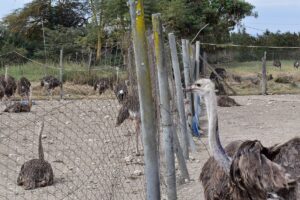 Maasai Ostrich Farm: The Ultimate Wildlife, Culture &