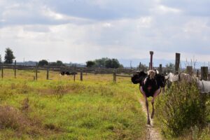 Maasai Ostrich Farm: The Ultimate Wildlife, Culture &