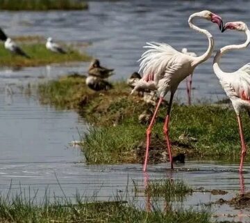 Best Things to Do at Lake Nakuru National Park: