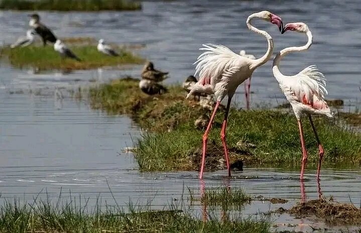 Best Things to Do at Lake Nakuru National Park:
