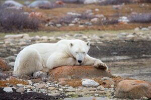 Top 20 Fattest Animals in the World: Photos Top 20 Fattest Animals in the World: Photos, Facts