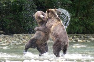 Gorilla vs Grizzly Bear: Strength Gorilla vs Grizzly Bear: Strength, Weight, Fighting Ability