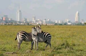 Best Things to Do at Lake Nakuru National Park: